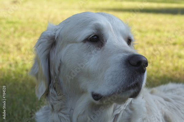 Obraz misha golden retriever 3