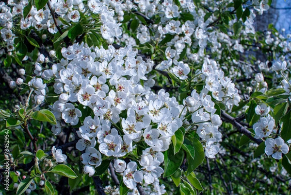 Fototapeta Beautiful blooming pear tree branches with white flowers and buds growing in a garden with blue sky on background. Spring nature background.