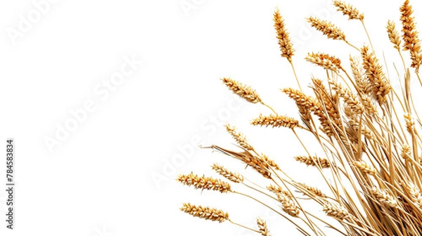 Obraz wheat as element in isolated white background