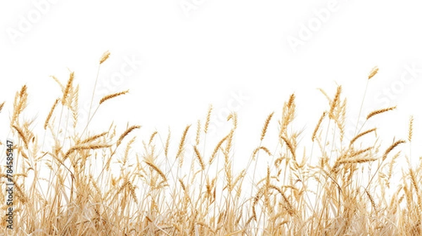 Fototapeta wheat as element in isolated white background