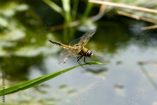 Fototapeta Libelle am Teich