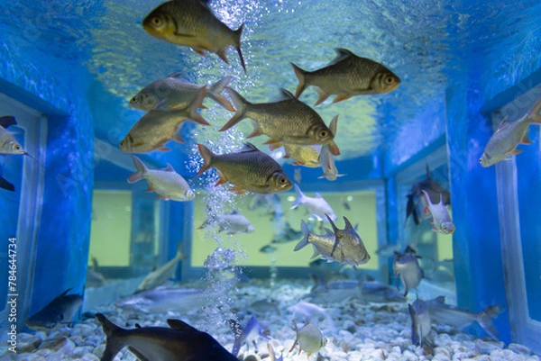 Fototapeta 
White carp is a native fish of Southeast Asia. It is a freshwater fish that Thai people know well. and has been in the way of life since ancient times