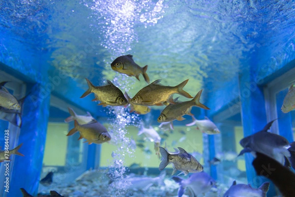 Obraz 
White carp is a native fish of Southeast Asia. It is a freshwater fish that Thai people know well. and has been in the way of life since ancient times