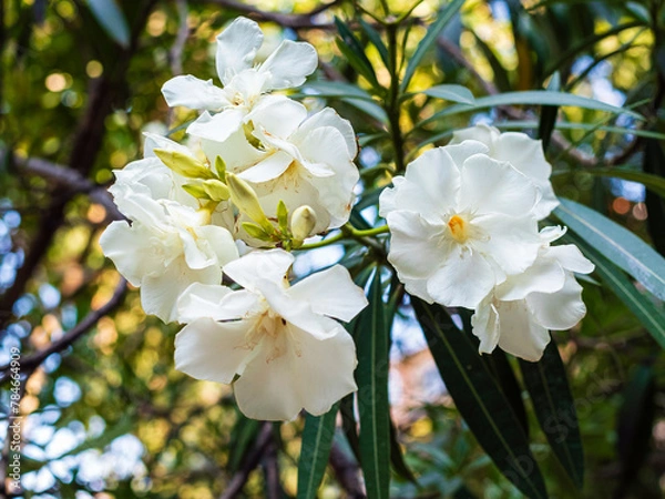 Fototapeta close-up of a branch of an oleander blooming with white flowers