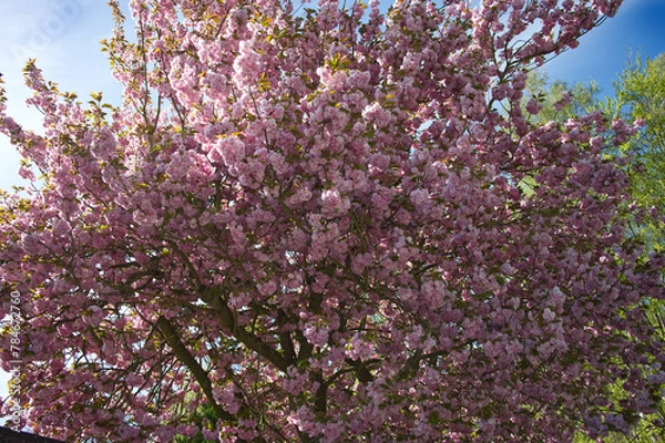 Obraz Japanese cherry blossom bloom time