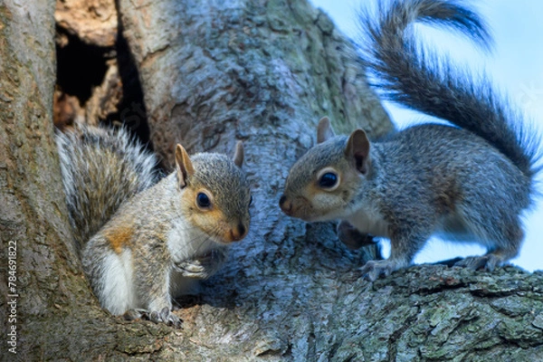 Obraz Baby Squirrels