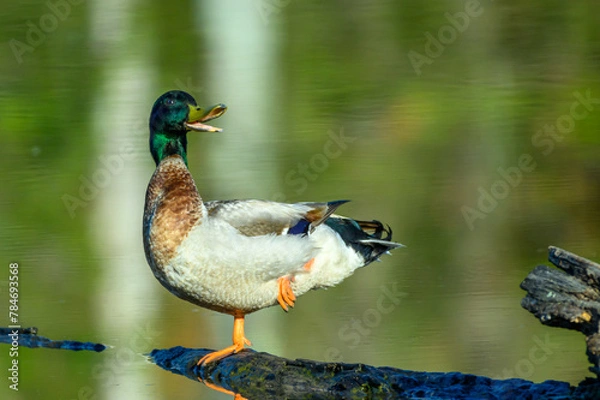 Obraz Duck
