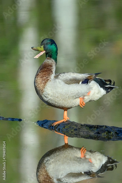 Obraz Duck