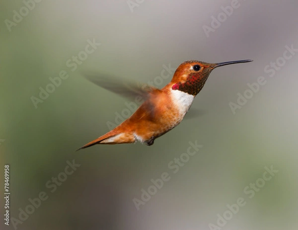 Obraz Hummingbird in flight