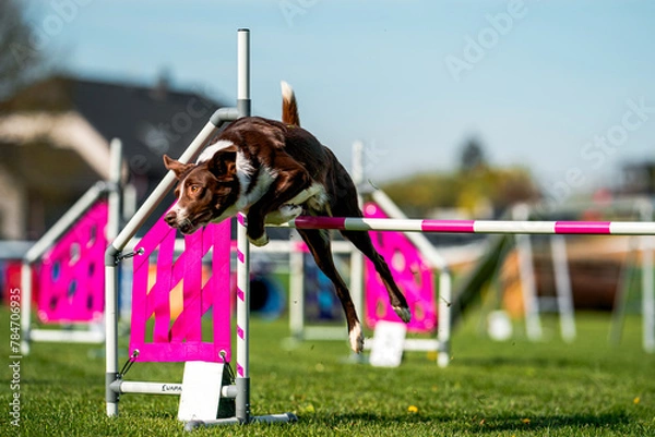 Obraz Border colie jumping 