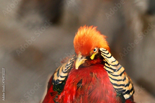Obraz close up of a yellow billed hornbill