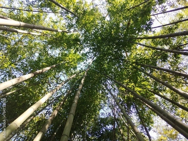 Obraz trees in the forest