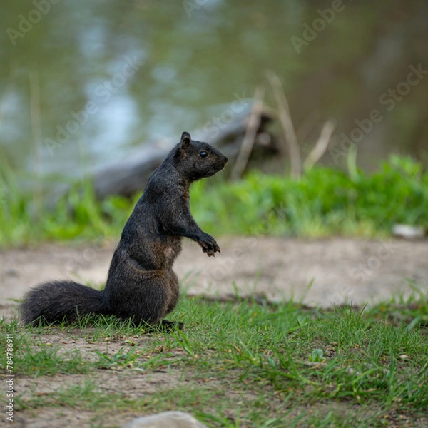 Obraz Black squirrel
