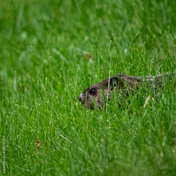 Obraz groundhog in the grass