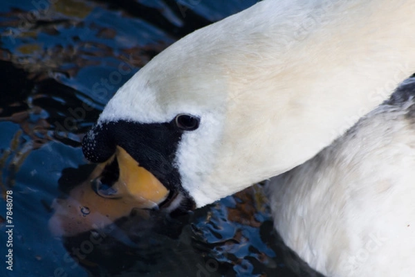 Obraz Swan closeup