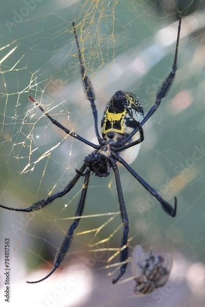 Obraz Black-legged Golden Orb Web Spider