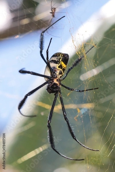 Obraz Black-legged Golden Orb Web Spider