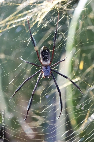 Obraz Black-legged Golden Orb Web Spider