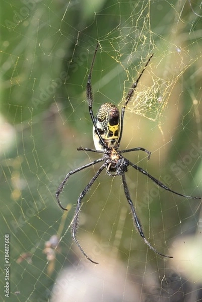 Obraz Black-legged Golden Orb Web Spider