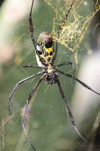 Obraz Black-legged Golden Orb Web Spider
