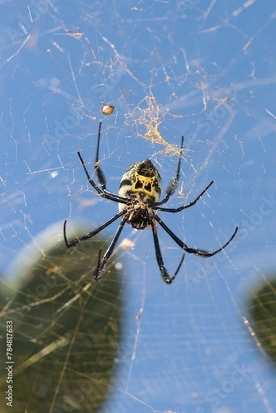 Obraz Black-legged Golden Orb Web Spider
