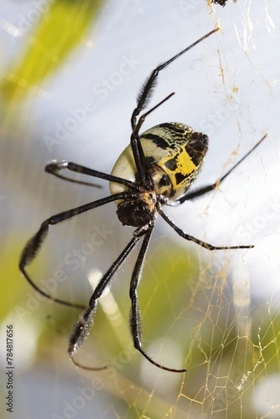 Obraz Black-legged Golden Orb Web Spider