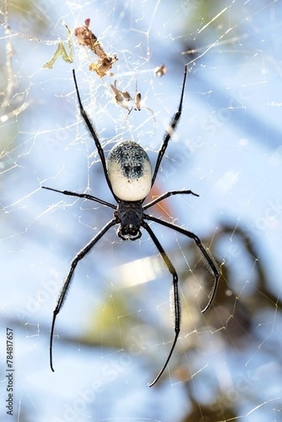 Obraz Black-legged Golden Orb Web Spider