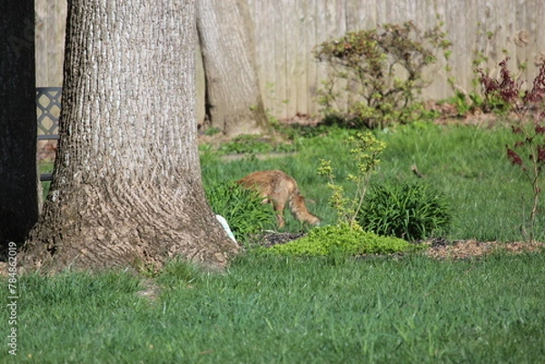 Fototapeta Fox in the Yard