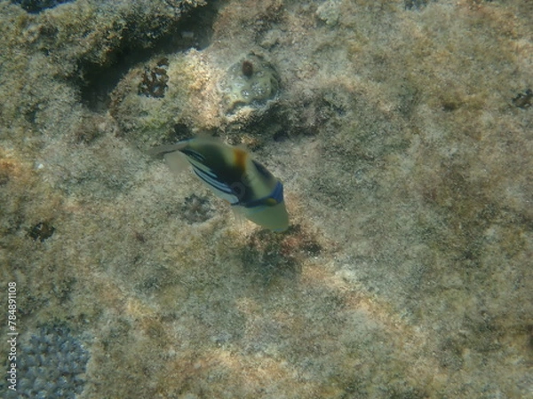 Fototapeta 沖縄県　宮古島　シギラビーチの魚