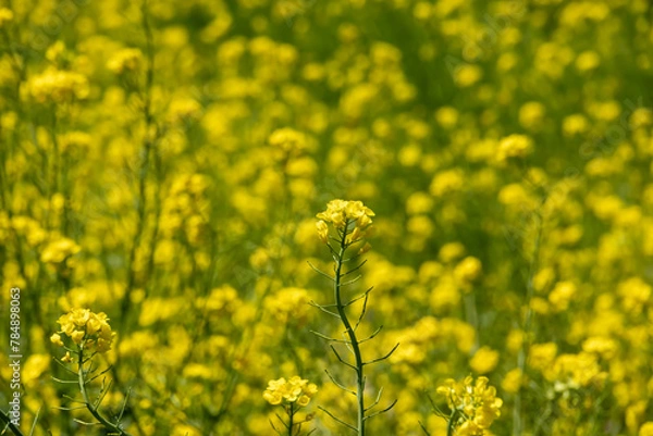Fototapeta 一面の菜の花