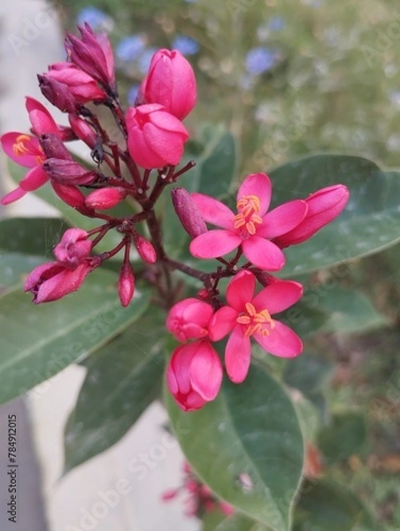 Obraz pink rose bush