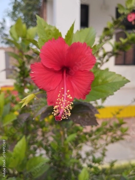 Obraz red hibiscus flower