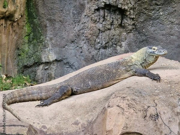 Fototapeta Plant Scaled reptile Terrestrial animal Varanidae Reptile Komodo dragon