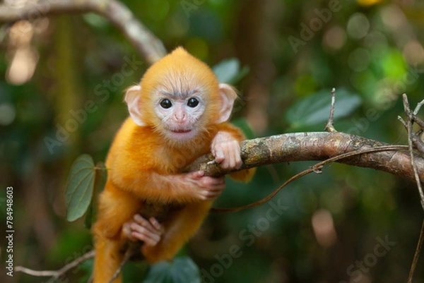Fototapeta Baby "Lutung"  Exotic Primate from the Borneo Island