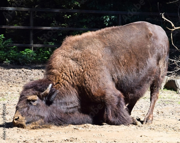 Obraz Bison
