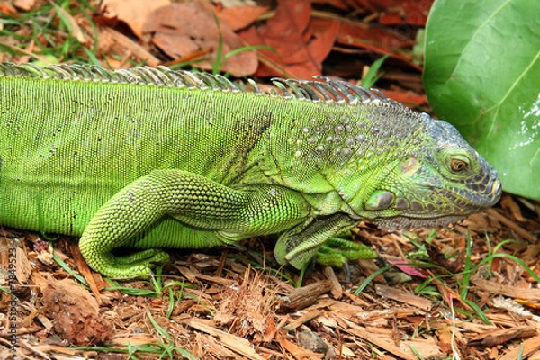 Fototapeta GREEN IGUANA