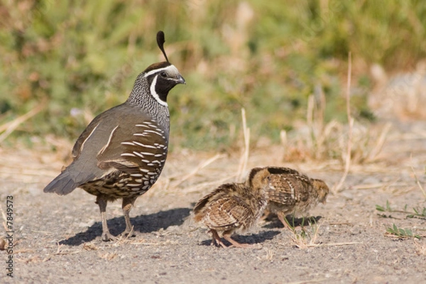 Obraz Daddy Quail