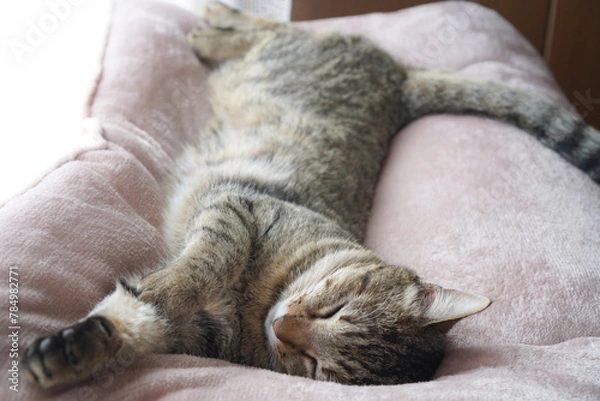 Obraz 眠るキジトラ