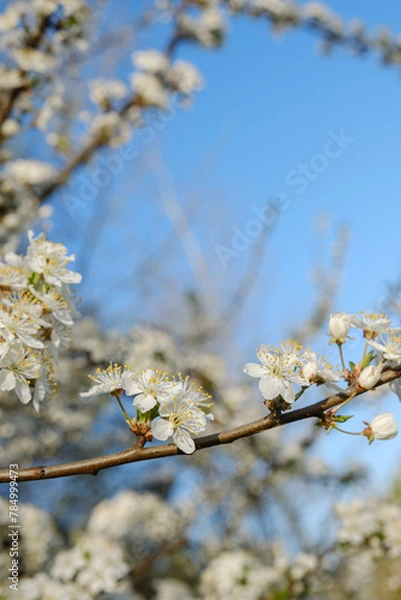 Obraz cherry blossom against sky