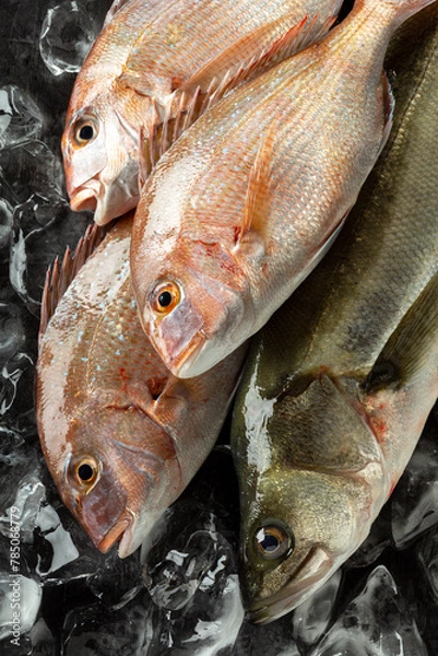 Obraz 真鯛　スズキ　刺身　活魚