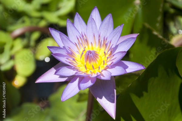 Obraz A Beautiful Lotus on a Sunny Day in Sri Lanka