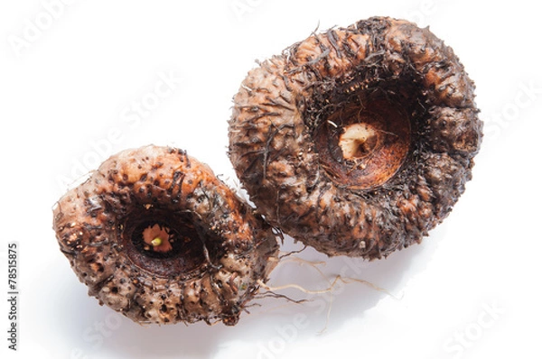 Obraz Elephant yam, Stanley s water-tub, Konjac