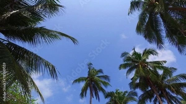 Obraz Low angle shot of the tropical palm trees against the blue sky in the Maldives