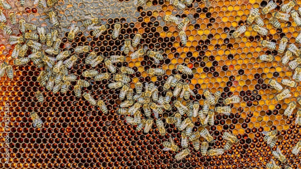 Obraz Bees on a wax comb