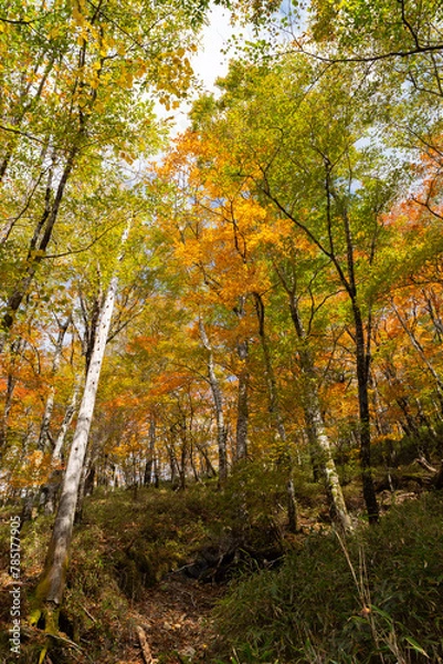 Fototapeta 紅葉する森を散策する　大台ケ原