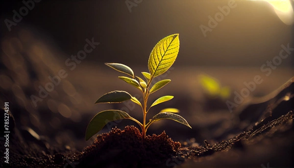 Fototapeta Young plant growing up from soil ground. Planting seed on the farm field. Spring morning sunlight. Generative AI