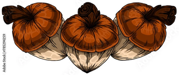 Fototapeta Colorful hand drawn illustrations hazelnuts on a transparent background