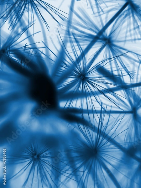 Obraz Go through dandelion