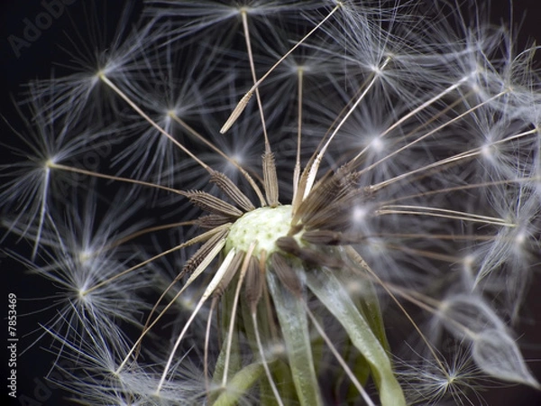 Fototapeta Dandelion in space