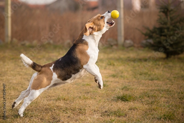 Obraz Beagle dog catching ball in jump